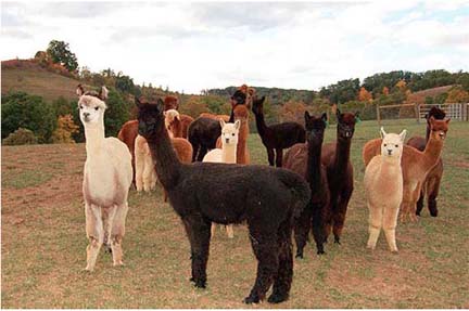 AlpacasComm.jpg