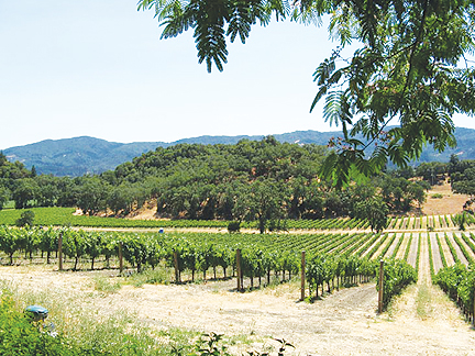 SM June '10 vineyard